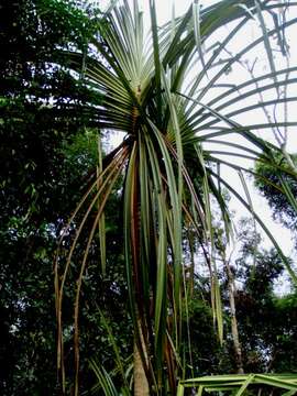 Image of Pandanus helicopus Kurz ex Miq.