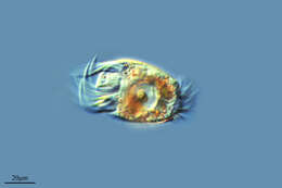 Image de Urocentridae