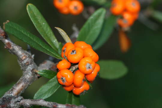 Image de Buisson ardent