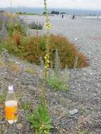 Image of wand mullein