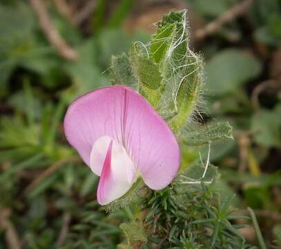 Ononis spinosa subsp. procurrens (Wallr.) Briq.的圖片