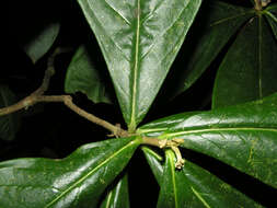 Image of Daphnopsis costaricensis K. Barringer & Grayum