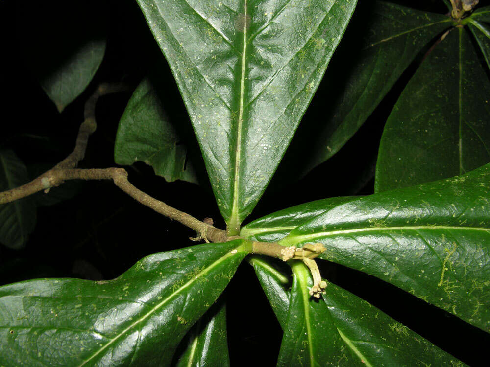 Image of Daphnopsis costaricensis K. Barringer & Grayum