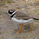 Image of Tundra Ringed Plover