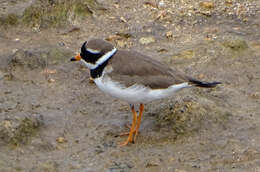 Image of Tundra Ringed Plover