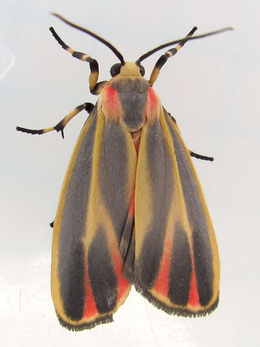 Image of Painted Lichen Moth