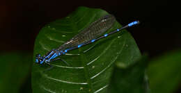 Image of Argia oculata Hagen ex Selys 1865