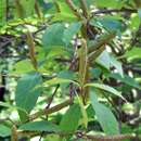 Image of Betula schmidtii Regel