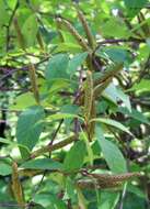 Image of Betula schmidtii Regel