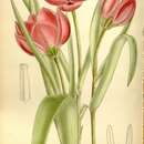 Image of Tulipa humilis var. violacea (Boiss. & Buhse) Christenh.