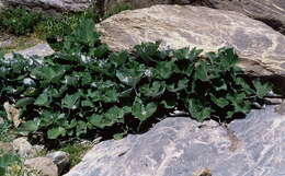 Image of butterbur