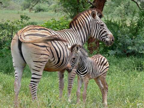 Image of Burchell's Zebra