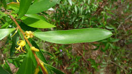 Plancia ëd Persoonia adenantha Domin