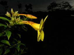 Image of bush allamanda