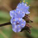 Image of Cyanotis pilosa Schult. & Schult. fil.