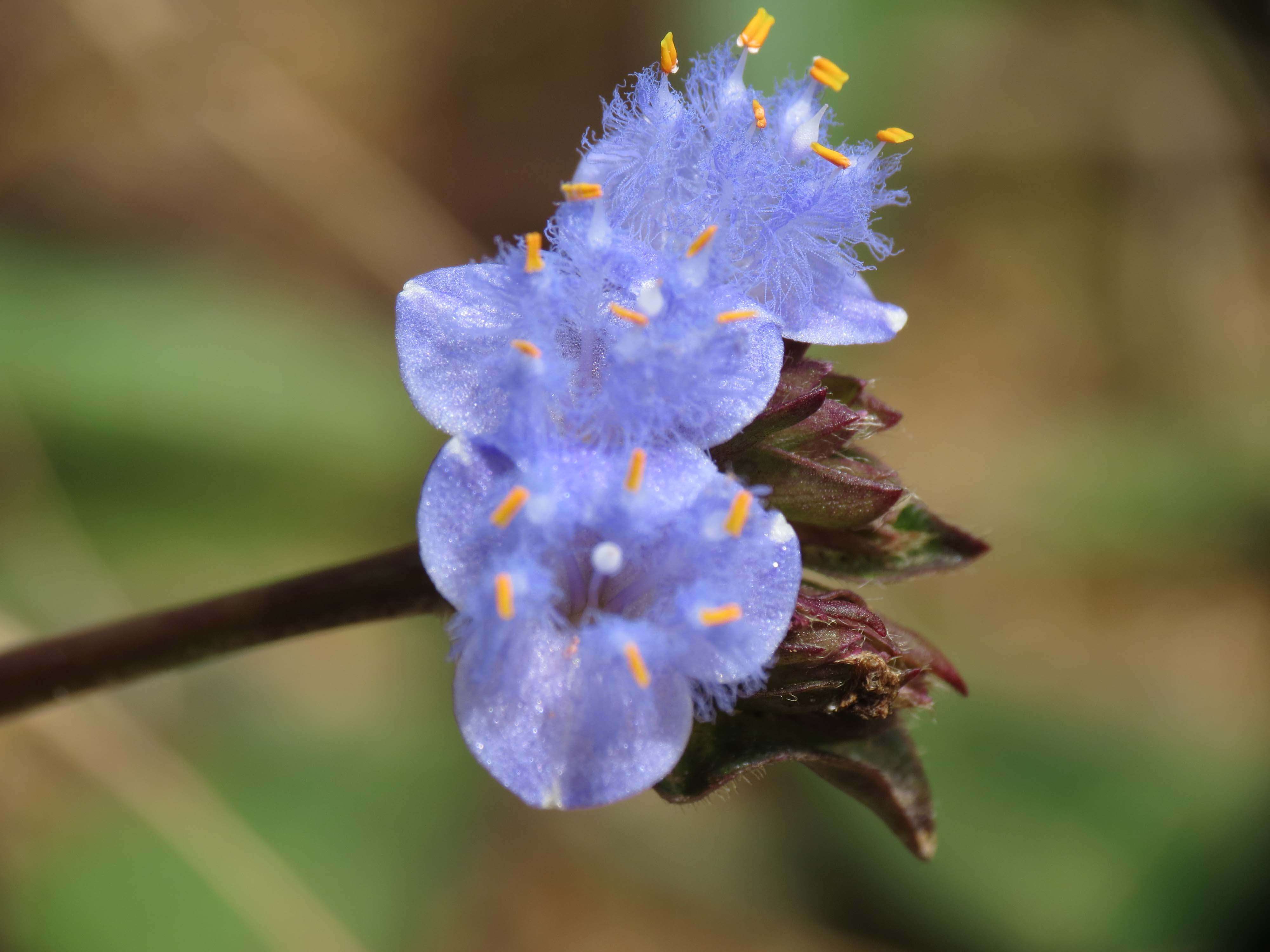 Image of Cyanotis