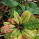 Image de Lysimachia hillebrandii Hook. fil. ex A. Gray