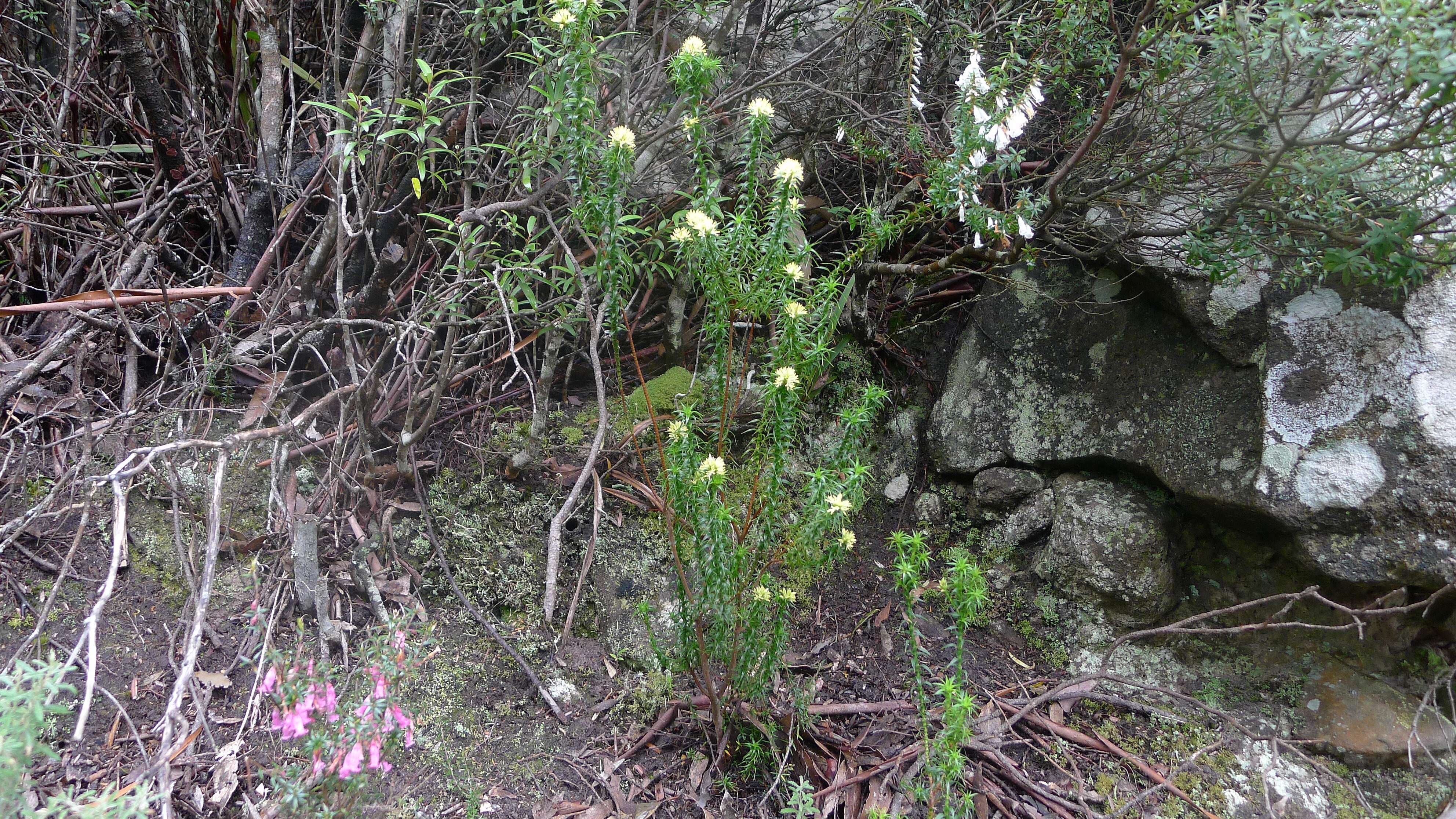 Sivun Richea kuva