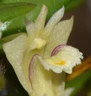 Imagem de Dendrobium pachyphyllum (Kuntze) Bakh. fil.