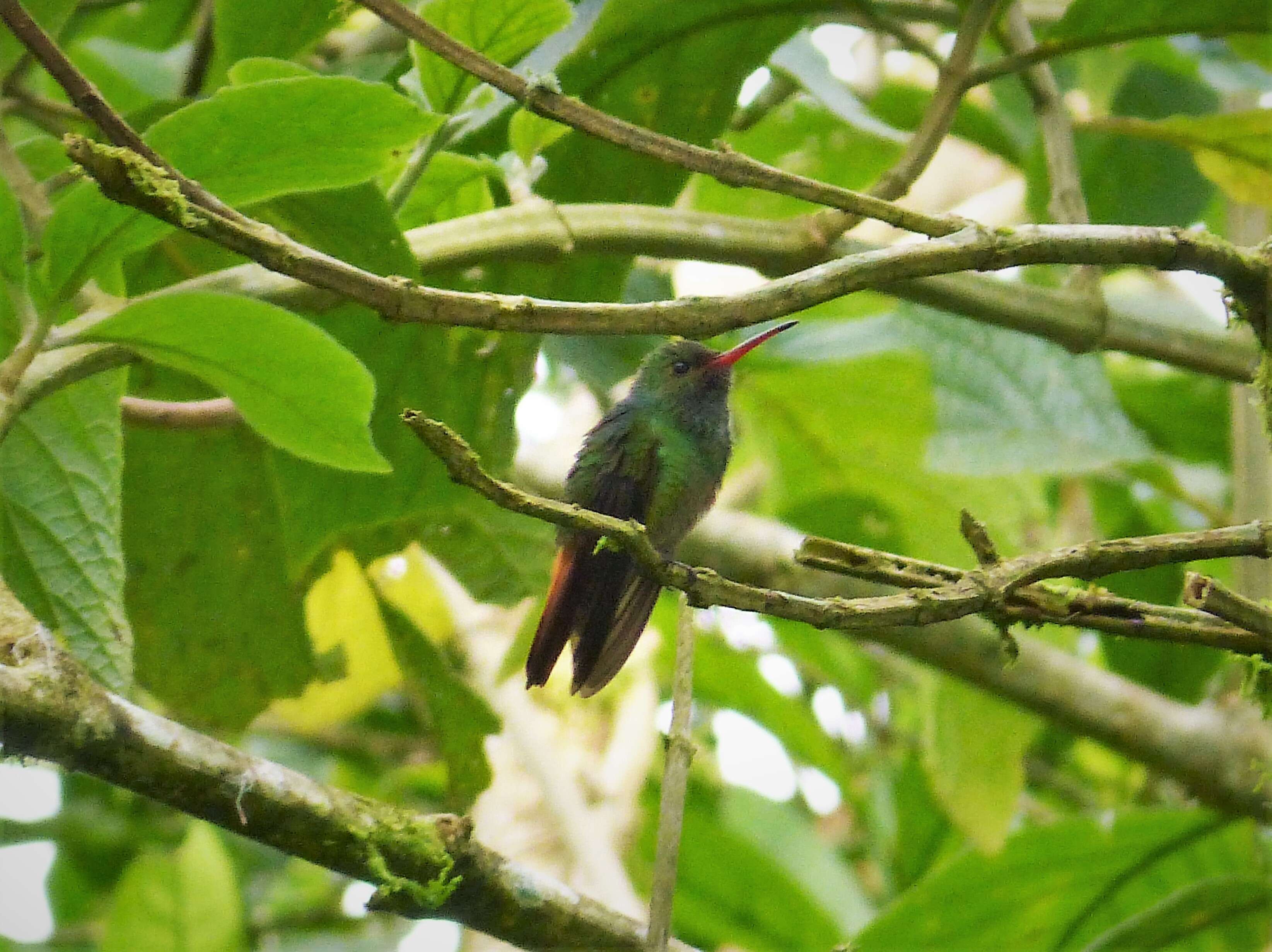 Image of Rufous-tailed Hummingbird