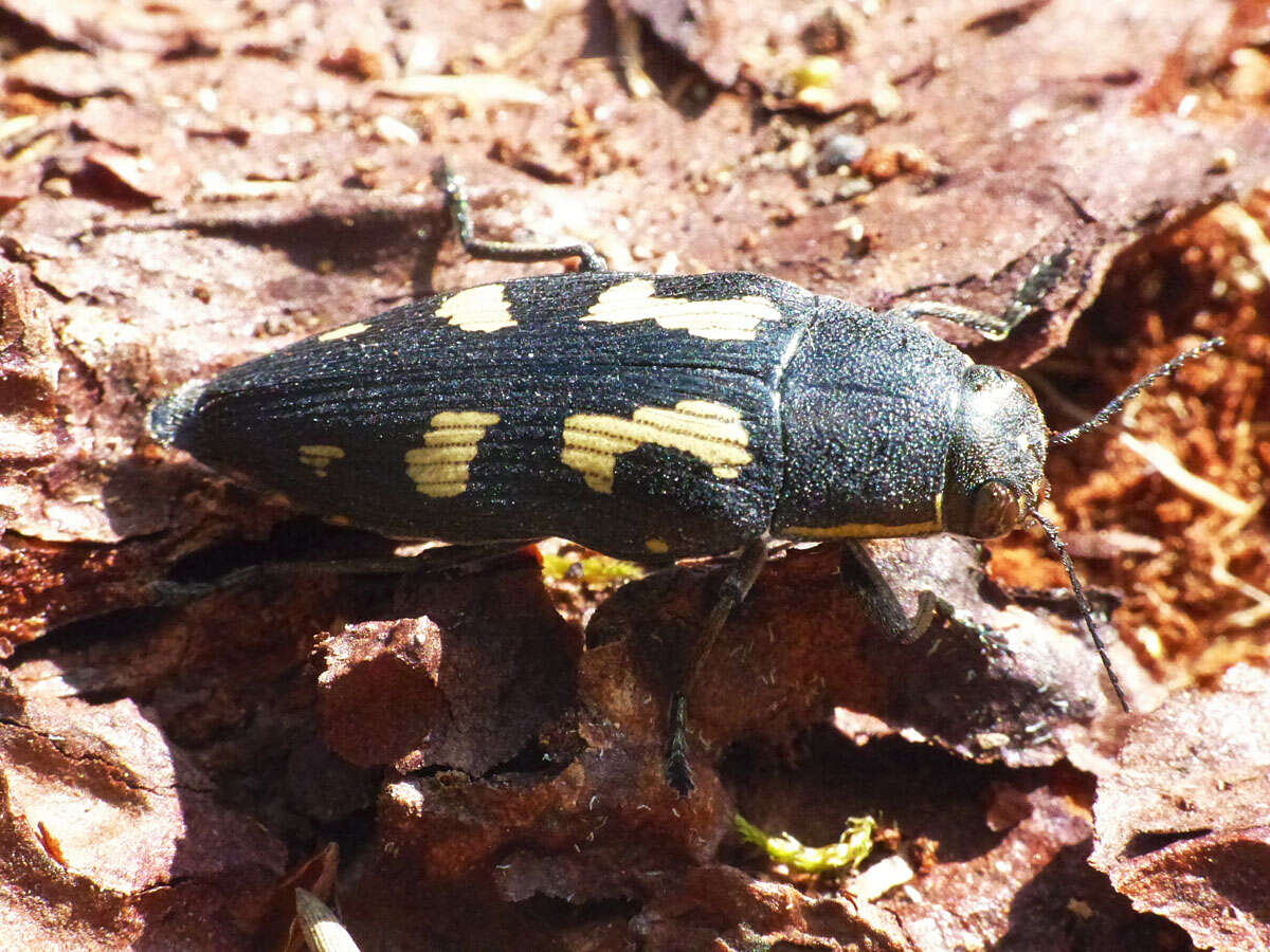 Image of Painted Jewel Beetle