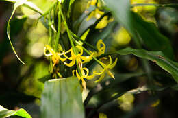 Image of Grass orchids