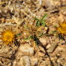 Imagem de Carlina hispanica subsp. hispanica