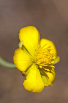 Image of Ranunculus gramineus L.