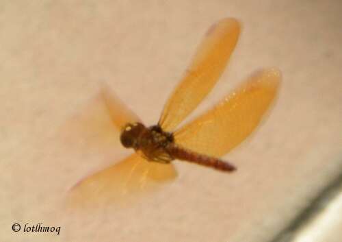 Image of Amberwings