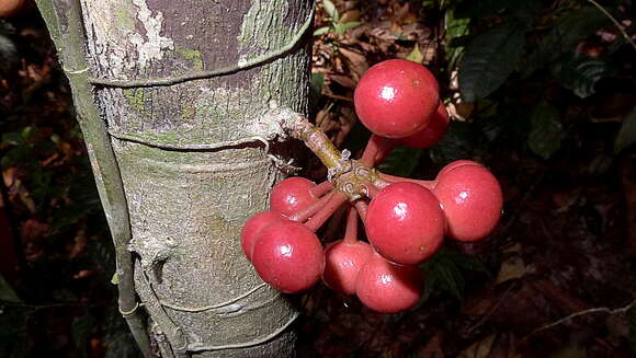 Image of Pseudoxandra bahiensis Maas