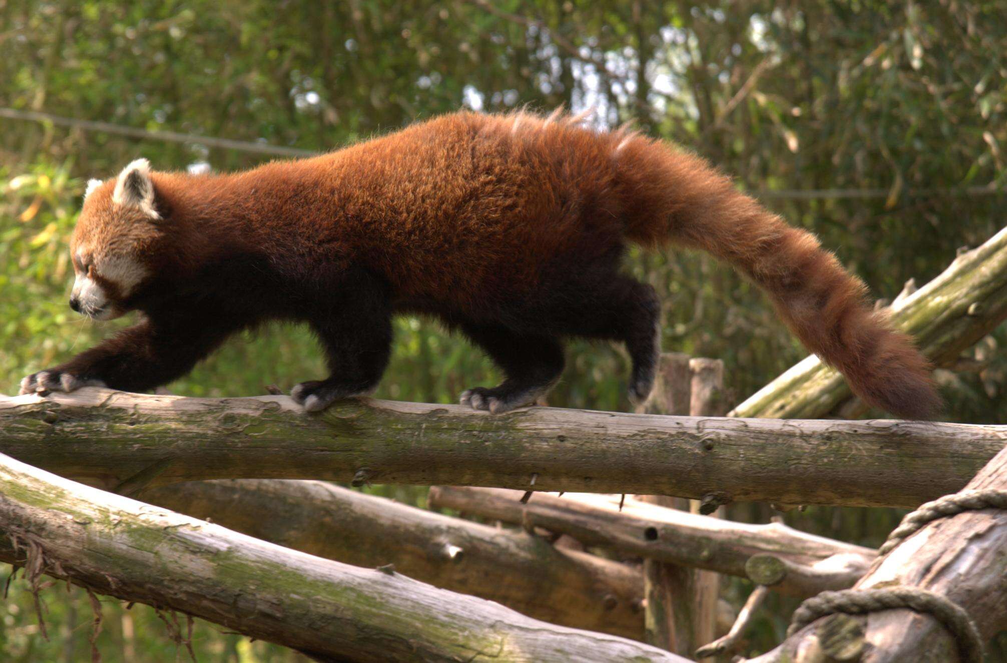 Image of red pandas