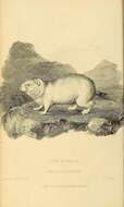 Image of Marmota subgen. Marmota Blumenbach 1779