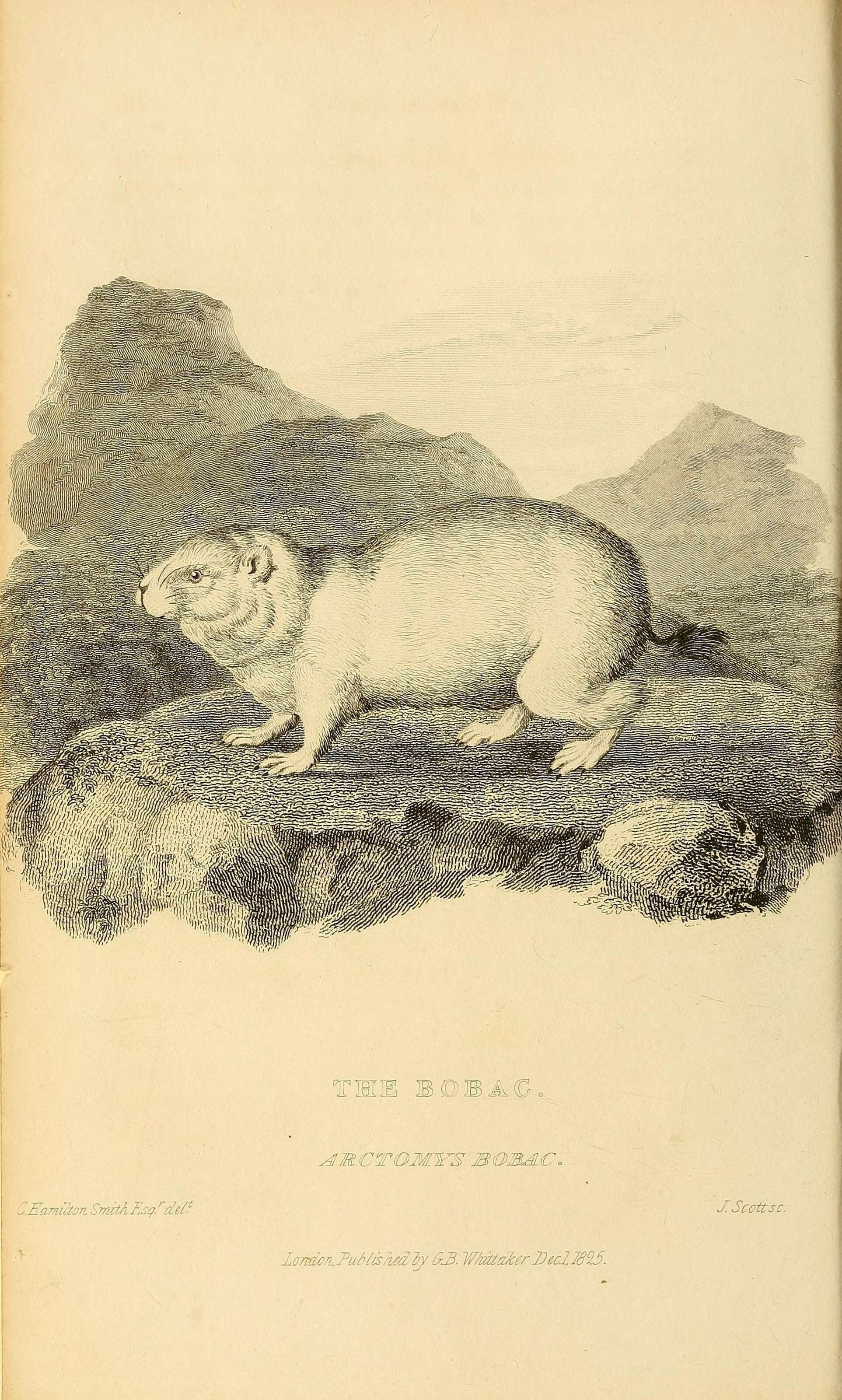 Image de Marmota subgen. Marmota Blumenbach 1779