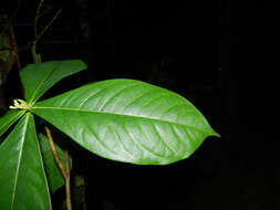 Image of Daphnopsis costaricensis K. Barringer & Grayum