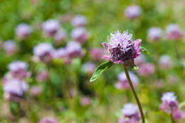 Monardella odoratissima subsp. glauca (Greene) Epling的圖片