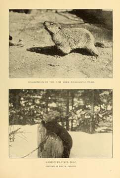 صورة Marmota subgen. Marmota Blumenbach 1779