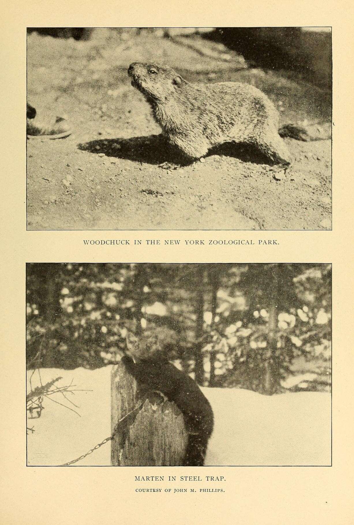 Image of Woodchuck (Gopher)