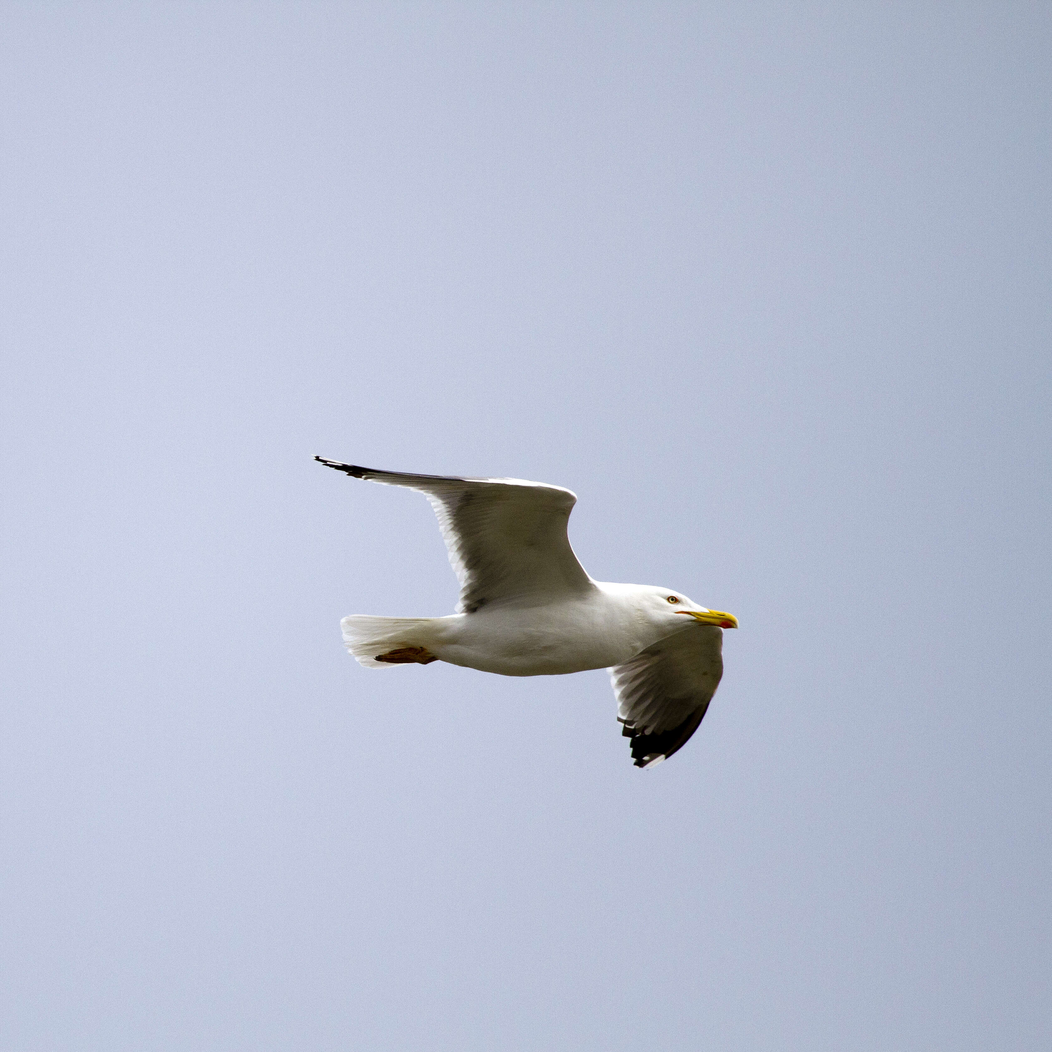 Larus Linnaeus 1758 resmi