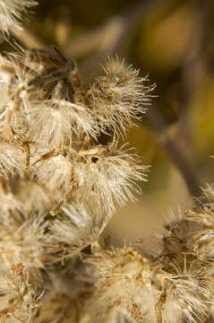 Image of Canada goldenrod