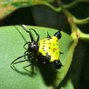 Image of Actinacantha globulata (Walckenaer 1841)