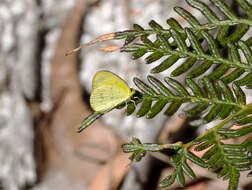 Image of Eurema smilax (Donovan 1805)