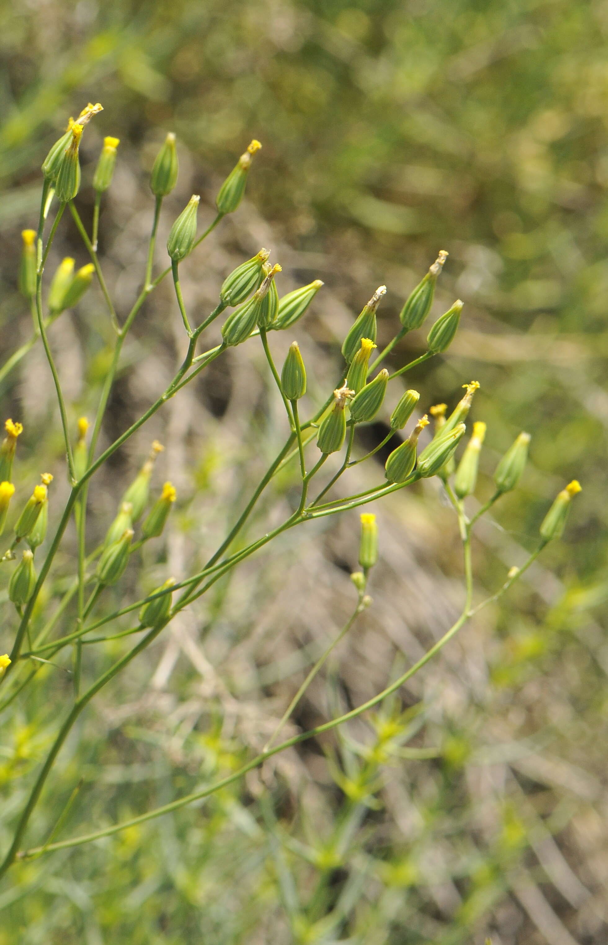 Image of smallflower hawksbeard