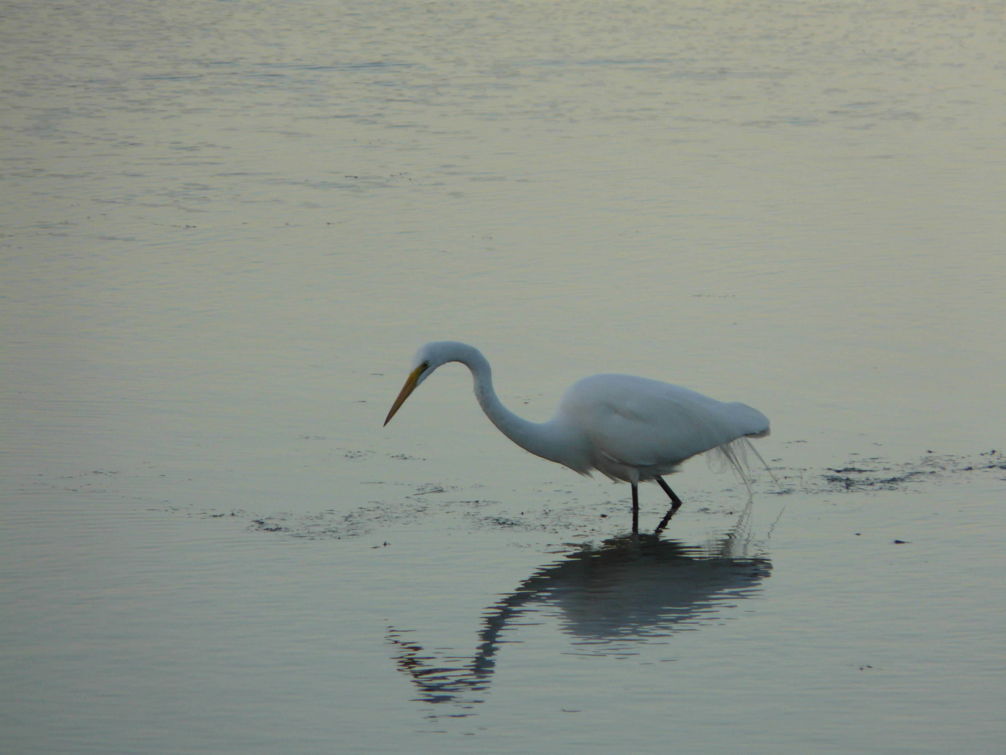 Image of Great Egret