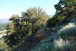 Plancia ëd Cercocarpus ledifolius var. intercedens C. K. Schneid.