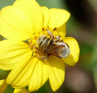 Image of Melipona beecheii Bennett 1831