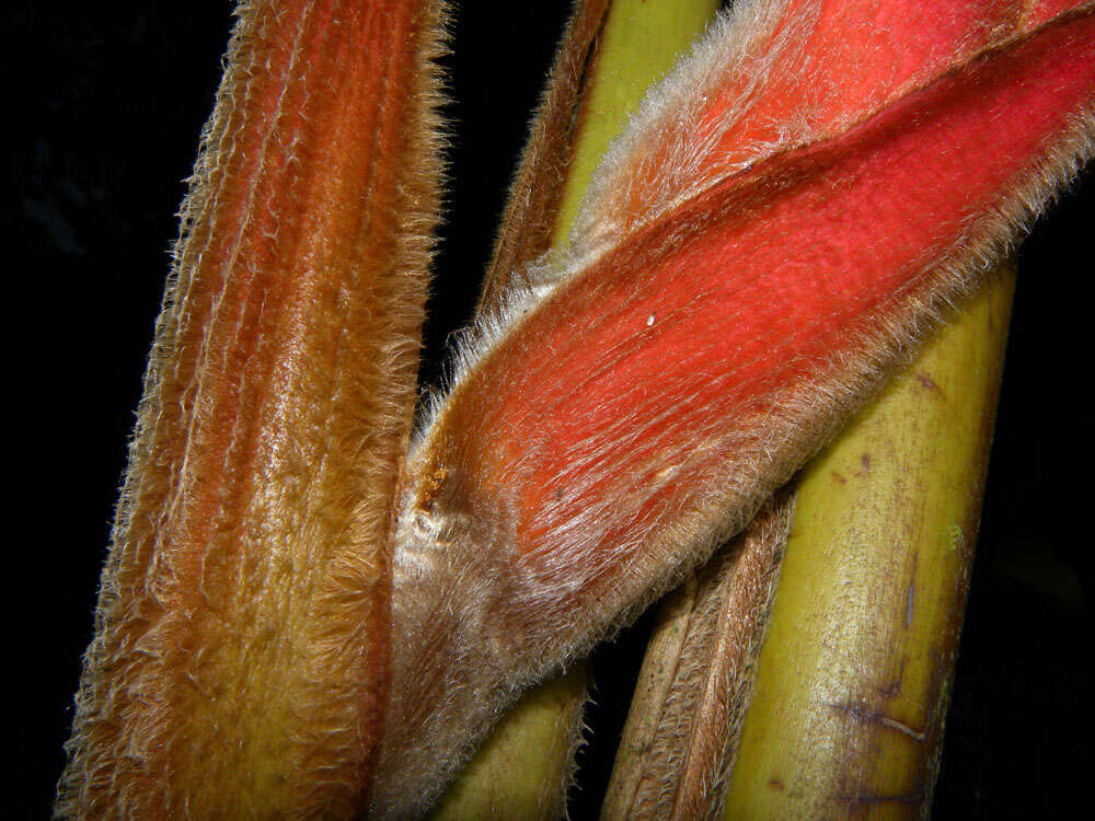 Image of Heliconia danielsiana W. J. Kress