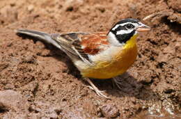 Image of African Golden-breasted Bunting