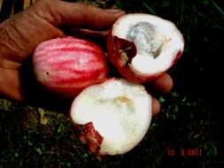 Image of Malay Apple