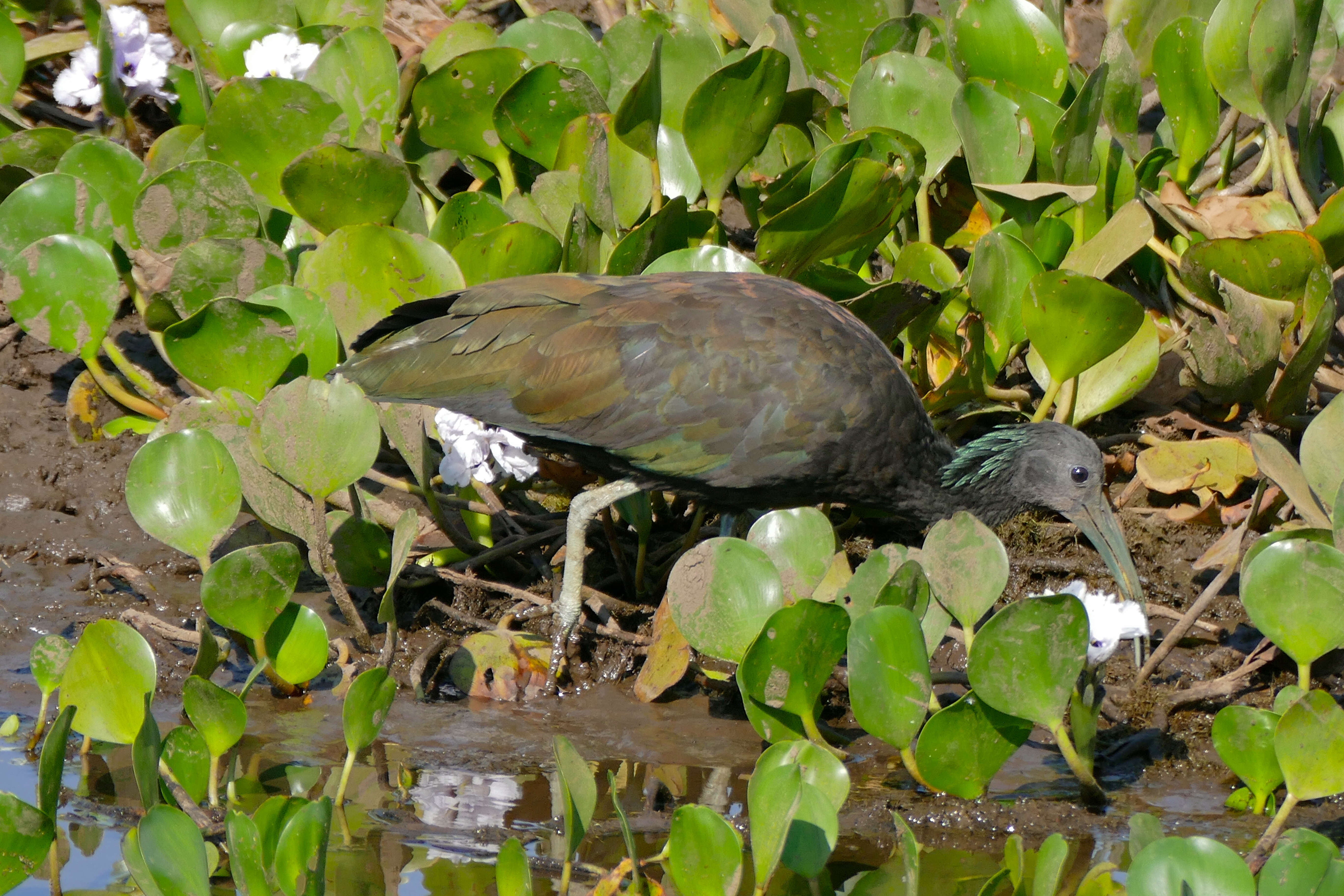 Image of Mesembrinibis Peters & JL 1930