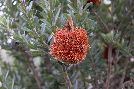 Imagem de Banksia praemorsa Andr.